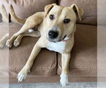 Small #18 American Pit Bull Terrier Mix