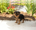 Small #4 Yorkshire Terrier