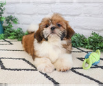 Small #1 Shih Tzu