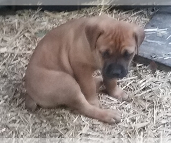 Medium Photo #3 Cane Corso Puppy For Sale in REDKEY, IN, USA