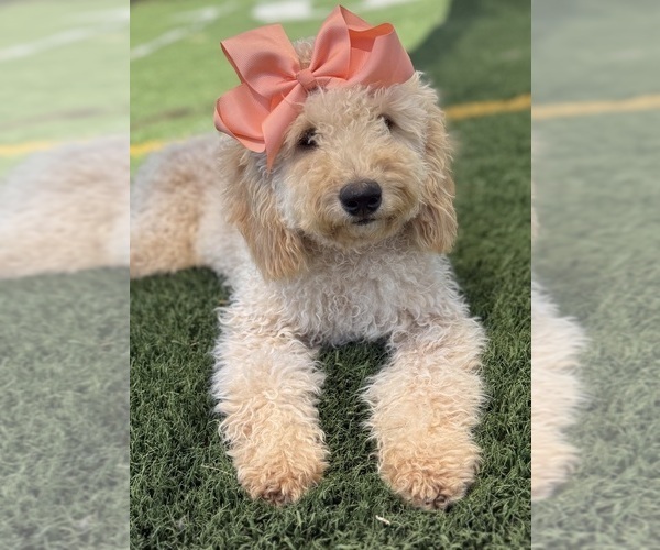 Medium Photo #4 Goldendoodle mix (+ Poodle Miniature) Puppy For Sale in MENIFEE, CA, USA
