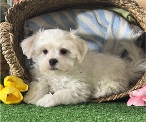 La-Chon Puppy for sale in CANOGA, NY, USA