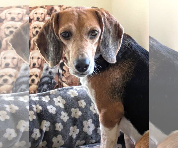 Medium Photo #2 Beagle Puppy For Sale in Dunnellon, FL, USA