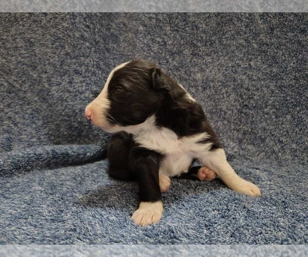 Medium Photo #163 Border Collie Puppy For Sale in NORBORNE, MO, USA
