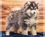 Small Pomsky