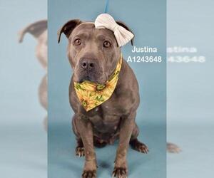 Mutt Dogs for adoption in Bakersfield, CA, USA