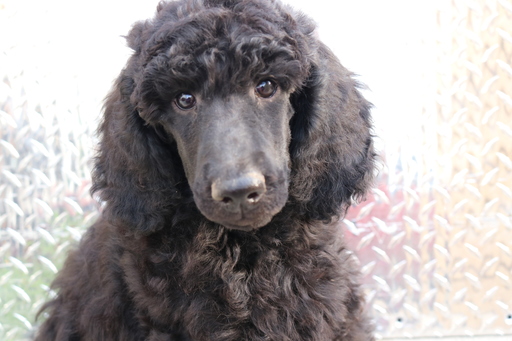 Medium Photo #1 Poodle (Standard) Puppy For Sale in EAGLE MOUNTAIN, UT, USA