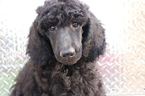Small Photo #1 Poodle (Standard) Puppy For Sale in EAGLE MOUNTAIN, UT, USA