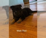 Small #10 German Shepherd Dog