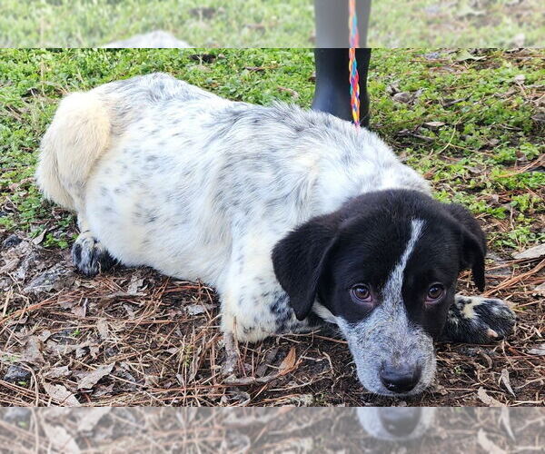 Medium Photo #1 Labrenees Puppy For Sale in Wetumpka, AL, USA