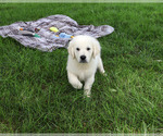 Small #2 Golden Retriever