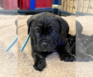 Cane Corso Puppy for sale in CHARLOTTE, MI, USA