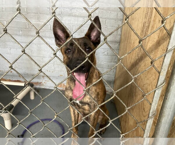 Medium Photo #3 Holland Shepherd Puppy For Sale in Imlay City, MI, USA