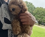 Small Poodle (Miniature)