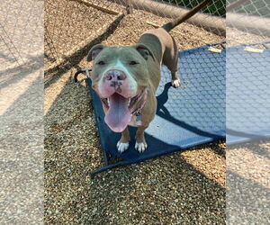 Boxer-Unknown Mix Dogs for adoption in Euless, TX, USA