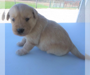 Golden Retriever Puppy for sale in JACKSON, MI, USA