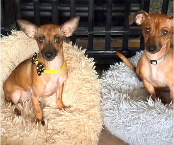 Medium Photo #2 Chihuahua-Unknown Mix Puppy For Sale in Ventura, CA, USA