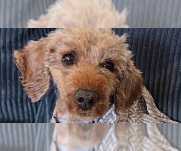Medium Photo #1 Poodle (Miniature) Puppy For Sale in Springdale, PA, USA
