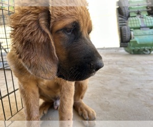 Saint Bernard-Tibetan Mastiff Mix Puppy for sale in MORENO VALLEY, CA, USA