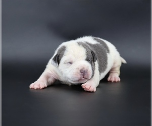 American Bully Puppy for sale in CHAMPAIGN, IL, USA