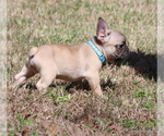 Small #1 French Bulldog
