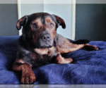 Small #3 Rottweiler Mix
