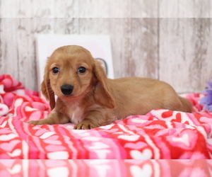 Dachshund Puppy for sale in SHILOH, OH, USA