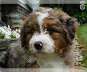 Miniature Bernedoodle Puppy for Sale in MILLERSBURG, Ohio USA