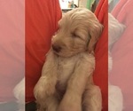 Small Photo #12 Goldendoodle Puppy For Sale in TERRY, MS, USA