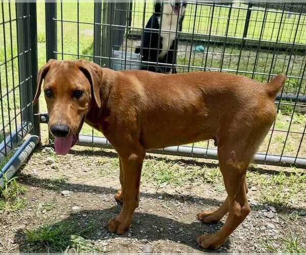Medium Photo #3 Mutt Puppy For Sale in Abbeville, LA, USA