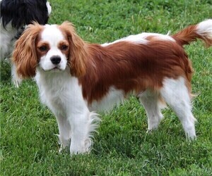 Cavalier King Charles Spaniel Puppy for sale in GRINNELL, IA, USA