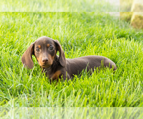 Medium Photo #7 Dachshund Puppy For Sale in MILLERSBURG, IN, USA