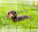 Small #6 Dachshund