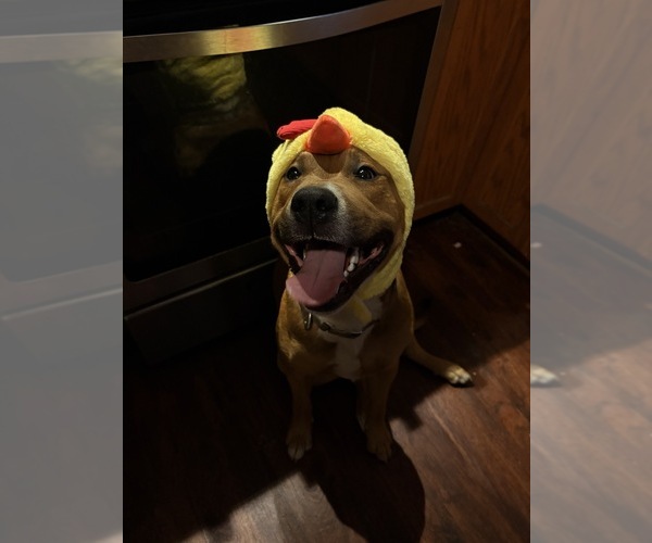 Medium Photo #1 Black Mouth Cur-English Cream Golden Retriever Mix Puppy For Sale in PROVIDENCE, RI, USA