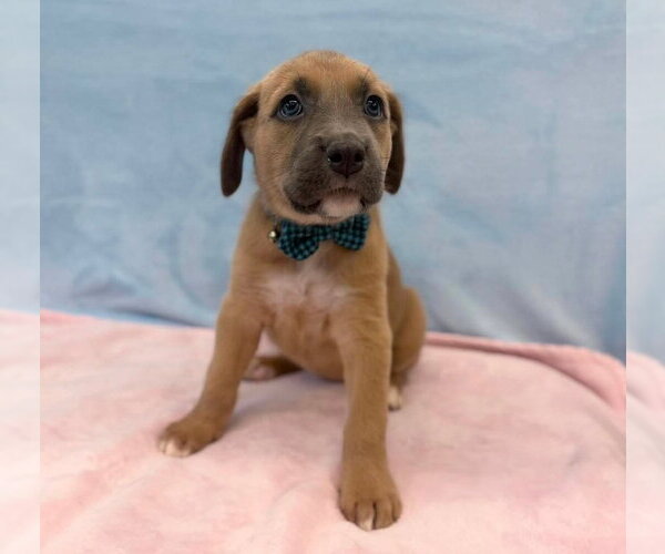 Medium Photo #1 American Staffordshire Terrier-Labrador Retriever Mix Puppy For Sale in Lakewood, CO, USA