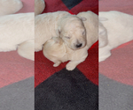 Puppy Puppy 4 Maltipoo (Toy)
