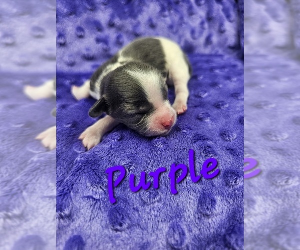 Medium Photo #7 Schweenie Puppy For Sale in BOWLING GREEN, KY, USA