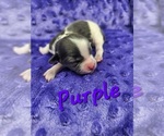 Small #6 Schweenie
