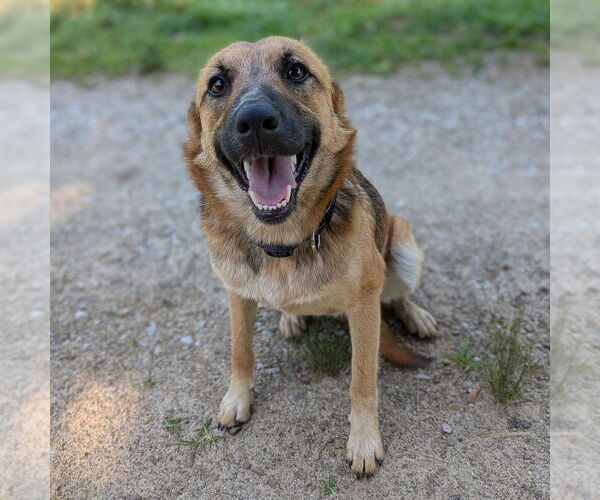 Medium Photo #2 Mutt Puppy For Sale in Vail, AZ, USA