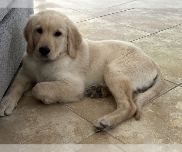 Medium Photo #1 Golden Retriever Puppy For Sale in VICTORVILLE, CA, USA