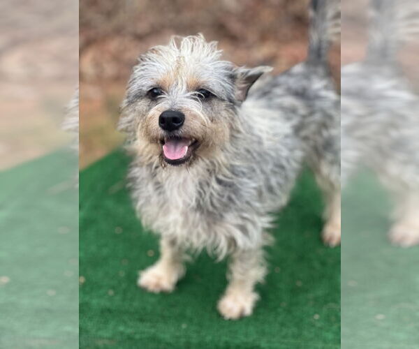 Medium Photo #4 Mutt Puppy For Sale in Lakemont, GA, USA