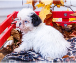Small Photo #31 Shih Tzu Puppy For Sale in WAKARUSA, IN, USA