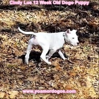 Medium Photo #152 Dogo Argentino Puppy For Sale in PINEVILLE, MO, USA