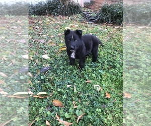 German Shepherd Dog Puppy for sale in SPARTANBURG, SC, USA