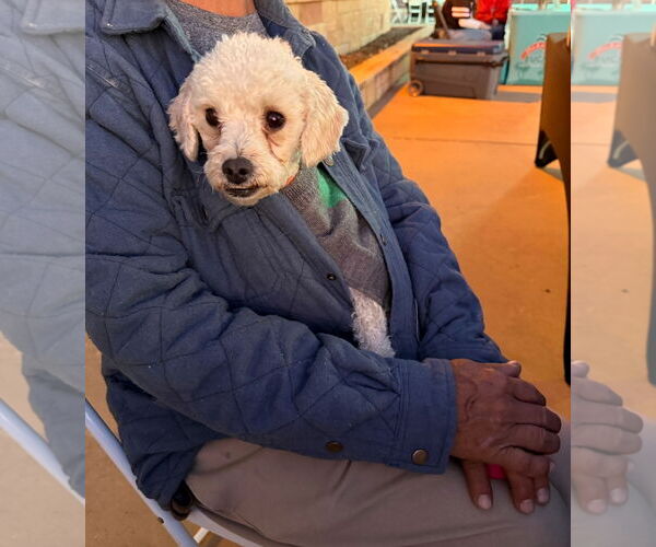 Medium Photo #7 Poodle (Miniature)-Unknown Mix Puppy For Sale in Grafton, WI, USA