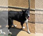 Small #1 Border Collie Mix