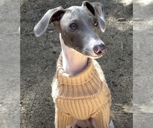 Father of the Italian Greyhound puppies born on 12/18/2025