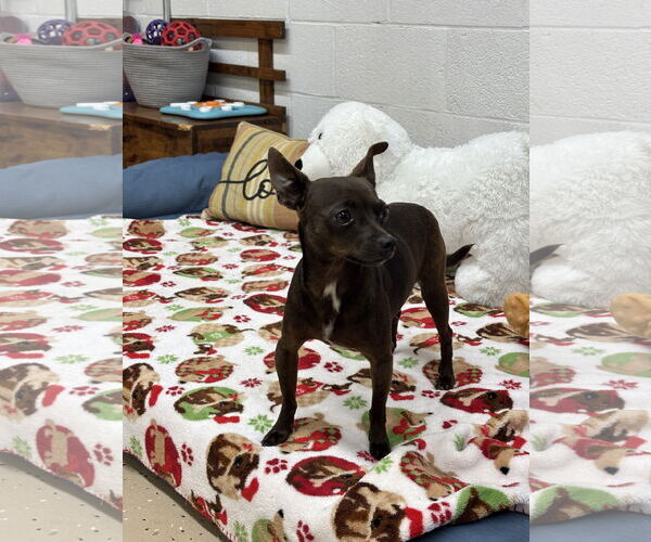 Medium Photo #3 Chihuahua Puppy For Sale in York, SC, USA