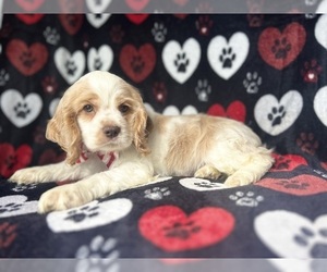 Cocker Spaniel Puppy for sale in LAKELAND, FL, USA