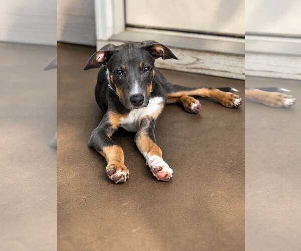 Medium Photo #2 Mutt Puppy For Sale in Greenville, SC, USA